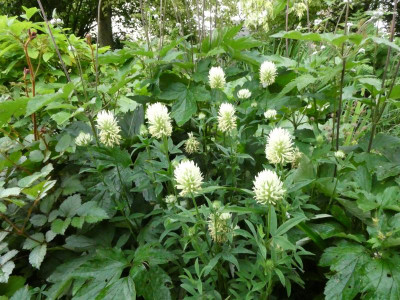 trifolium ochroleucum.JPG