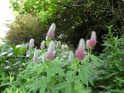 Trifolium rubens.JPG