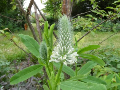 Trifolium Frosty Feathers.JPG