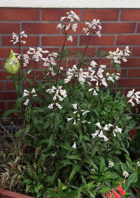 2022-06-19 Penstemon digit. Husker Red.jpg
