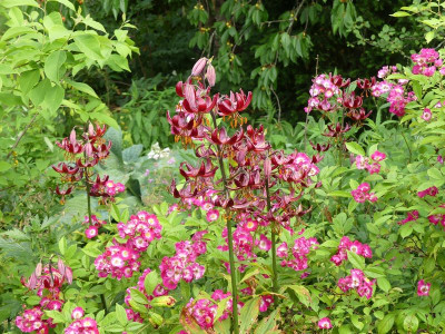2022-06-19 Lilium 'Claude Shride'.jpg