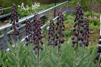 Baeuerlein2008.jpg