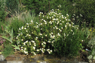 IMG_7400_Cistus_19Juni2022-.jpg