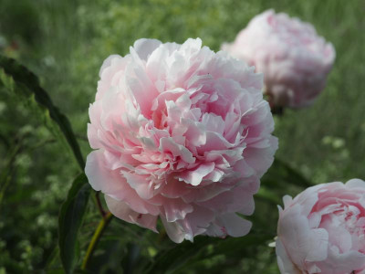 Sarah Bernhardt P5260468.JPG