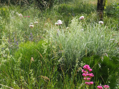 Miscanthus 'Morning Light' Peucedanum officinale Sarah Bernhardt Centranthus ruber P5300501.JPG