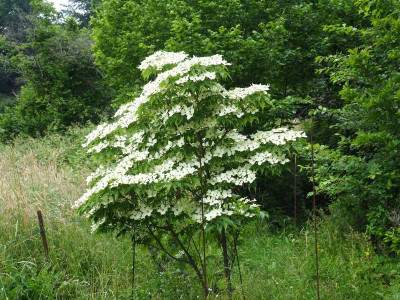 Cornus kousa subsp. chinensis 'China Girl' P6040521.JPG