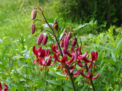 Lilium Martagon 'Claude Shride' P6040525.JPG