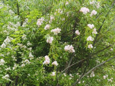 Rosa multiflora Souvenir de Carmen Figueroa-Meyer Mark Brown P6040541.JPG