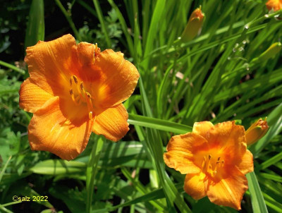 Little Orange Slices 2022.jpg