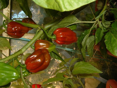 chocolate_habanero_chili_1004.jpg