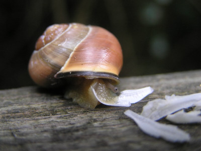 schneckemampf.jpg