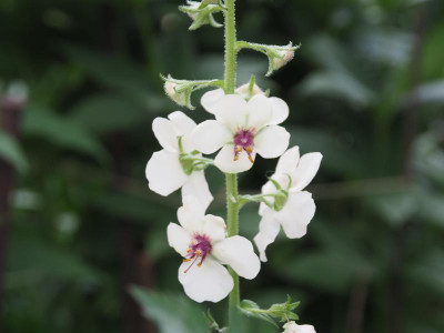 Verbascum blattaria fo. albiflorum P6200547.JPG