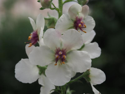 Verbascum blattaria fo. albiflorum P6200550.JPG