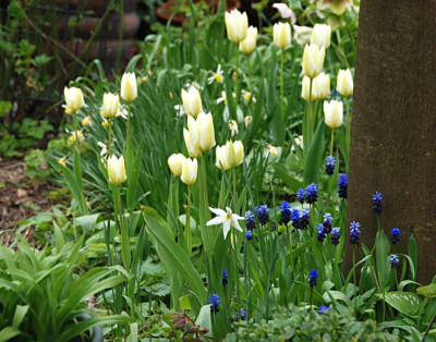 Weisser-Kaiser-Apr2008.jpg