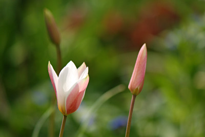 Wildtulpe-Apr2308.jpg