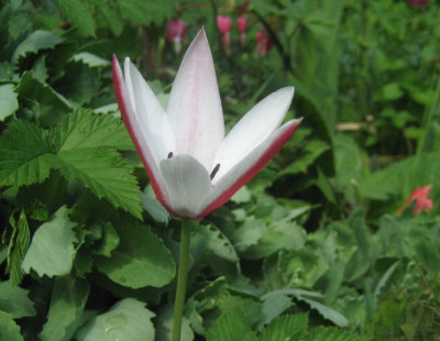 tulipa_clusiana.jpg