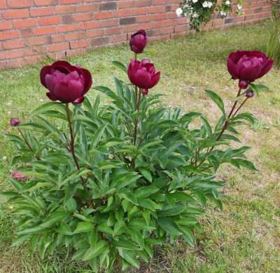 Paeonia 'Scheherazade'.jpg