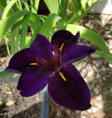 Iris louisiana 'Black Gamecock'.jpg