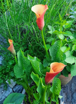 Calla Orange.jpg