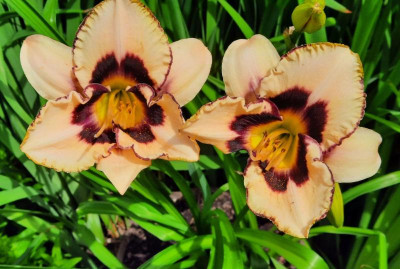 Hemerocallis unbekannt.jpg