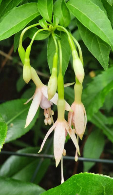 Staudenfuchsie rosa.jpg
