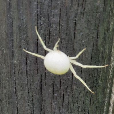 Spinne weiss.jpg