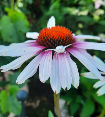 Echinacea mit Spinne.jpg
