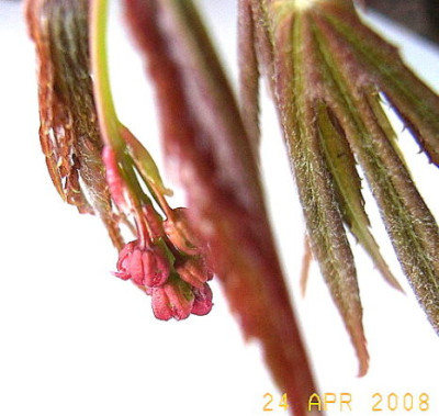 roter_Fingerahorn1.JPG