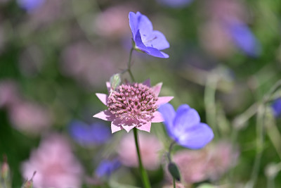Astrantia-maxima-Jun2122_042_00001.jpg