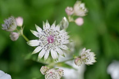 Astrantia-Shaggy-Saemlg-Jun2122_055_00001.jpg