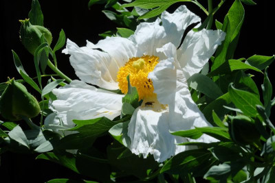 DSCF6664.JPG
