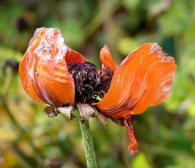 papaver_orientale_am_22_oktober.jpg