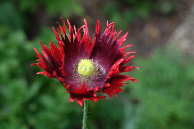 DSCF6639.JPG