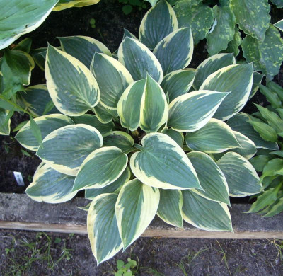 Hosta Lost Label.jpg