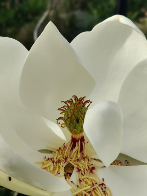 IMG_20220621_183132_Bokeh.jpg