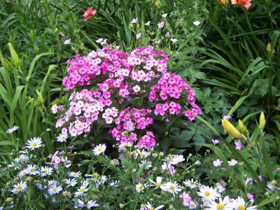 Phlox unbekannt.jpg