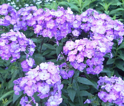 Phlox Lavandovaya Mechta.jpg