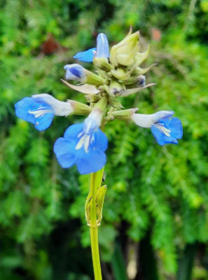 Salvia uliginosa.jpg