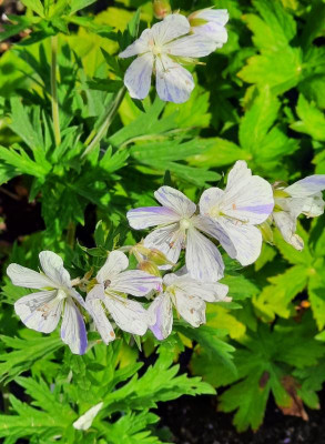 Geranium Splish Splash.jpg