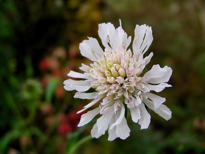 knautia_nachbluete.jpg