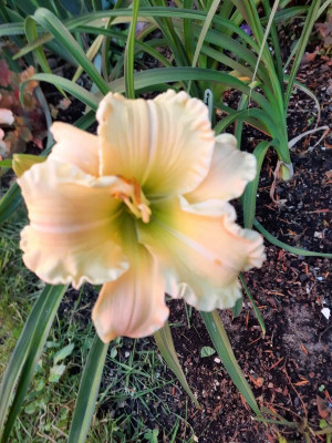 Texas Beautiful Bouquet.jpg