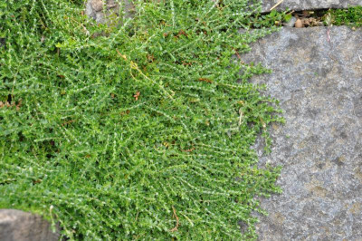 DSC_0512.JPG