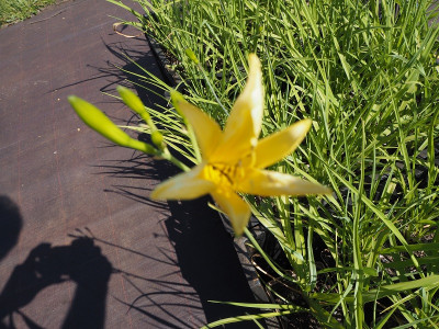 Hemerocallis 22.6.22 ue.JPG