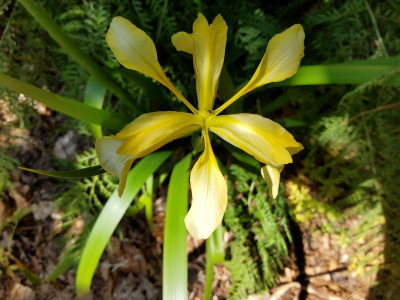 Iris foetidissima Pico's Yellow 1.jpg