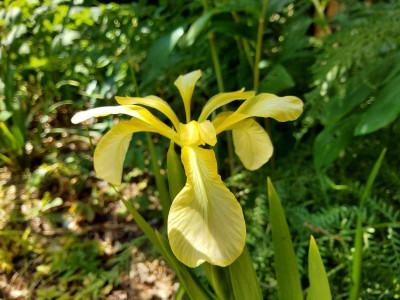 Iris foetidissima Pico's Yellow 2.jpg