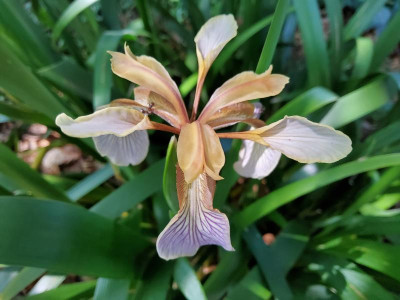 Iris foetidissima IK.jpg