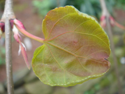 Cercidophyllum_japonica_Pendula.JPG