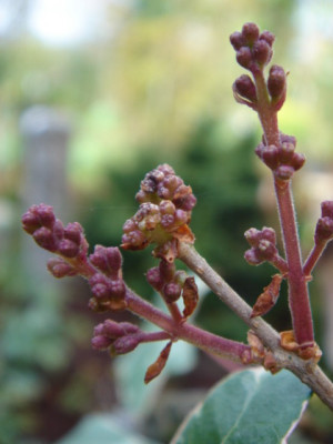 Syringa_meyeri.JPG