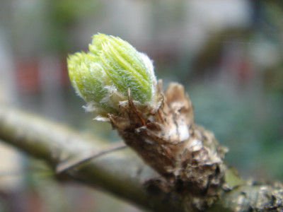 Caragana_arborescens_Pendula.JPG