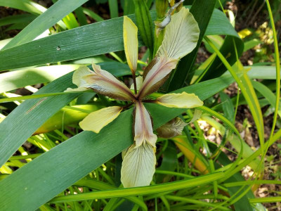 Iris foetidissima Citrina.jpg